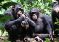 Labé sous la menace : chimpanzés et léopard sèment la panique