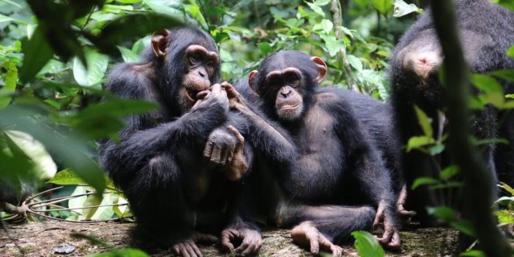 Labé sous la menace : chimpanzés et léopard sèment la panique