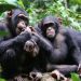 Labé sous la menace : chimpanzés et léopard sèment la panique